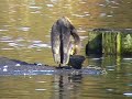Cormorant Cormorant