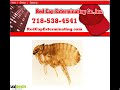 Exterminator Bronx NY Pest Control Bronx NY Exterminators NY