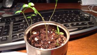 Cilantro Time Lapse