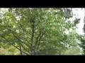 videos de Jack Tree Climbing @ School