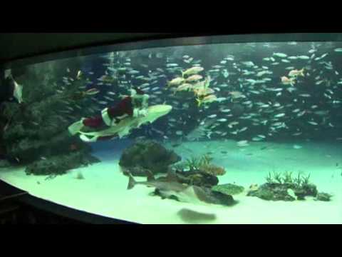 santa - Even Santa Claus enjoys a swim. At the Tokyo Aquarium, children watched as a diver dressed up as Santa Claus fed fish inside a tank and hugged the aquarium's...