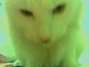 Cat eats dried Sardines!