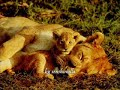 imagenes varias con tema un tema del magnifico bebu silvetti