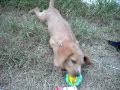 Perla