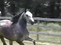 sga-viktry-dance.html