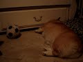 My Corgi Talking
