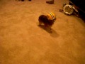 Sassy plays football too