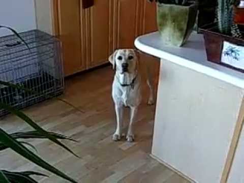 Awesome labrador dog fetches a beer from fridge for owner! HOW cool!?