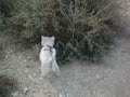 Mi perro hace el pino
