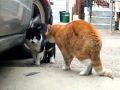 Senile Talking Cat (The Original) Part Deux