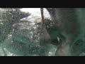 Top 10 Animal Hunts (extended) - Part 2 (by Odissey505)