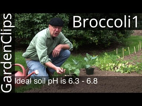 video-linktoworks-How to Grow Broccoli, Cabbage, and Other Cole Crops -...