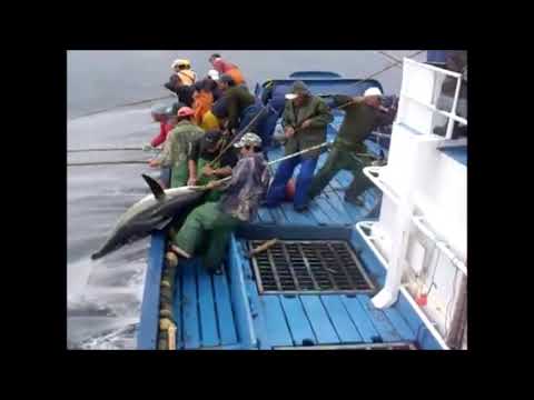 La pesca del atún
