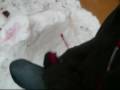 videos de Animal Nivis