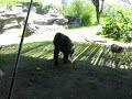 Gorillas on Pangani Exploration Trail at Animal Kingdom
