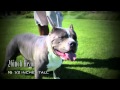 BULLY VISION VOL.15-STACKED UP BULLIES