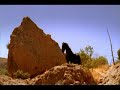 chevaux sauvage