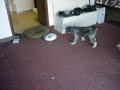 sophie-the-schnoodles-first-walk.html