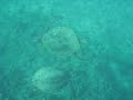 2 Green Sea Turtles off beach in Princeville Kauai Hawaii