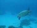 Turtle, Bali mar.2008 (IMGP0534) Turtle, Bali mar.2008 (IMGP0534)