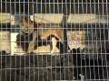videos de ライオンの異常行動／動物園