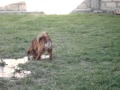 [video]
