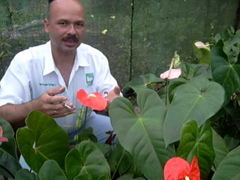 cultivo anturios - Aqui les mostramos la forma en que se poliniza un anturio. Despues de la polinizacion es espadice presentara algunas proyuberancias y posteriormente aparecer...