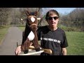 I'm On A Horse - The Song