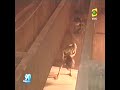 Americano loco arriesga su vida en puente