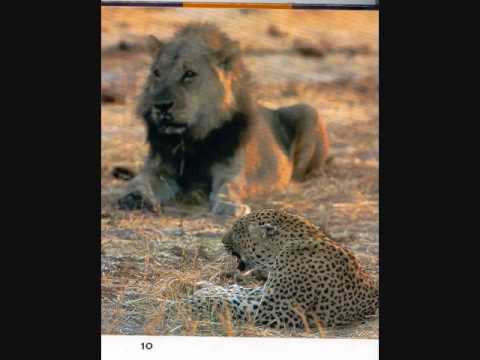 male leopard