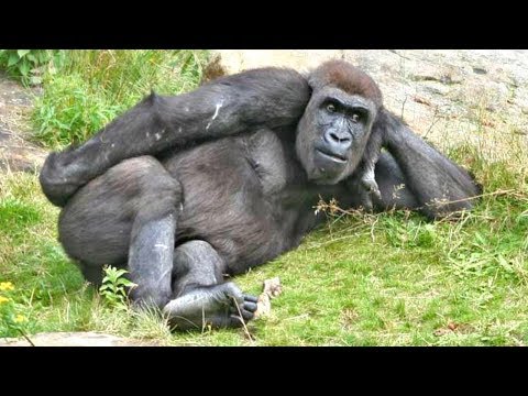 Top 10 Funny Monkeys Behaving Like Humans - Try Not To Laugh Challenge || Monkey Videos