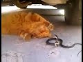 Кот троллит змею