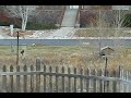 Boring Backyard Birds Boring Backyard Birds
