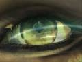 videos de Final Fantasy VIII Tribute