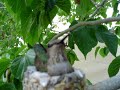 Humming bird nest April 4 2007 #3