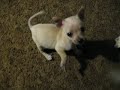 my chihuahua pt.2