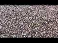 videos de 2008.10.12.aizu.tochi