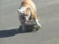 skaterDog