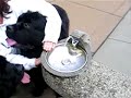 Thirsty Dogs Thirsty Dogs