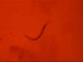 videos de c elegans NpHR yellow light