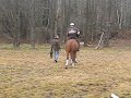 Randy trying a walk without the lunge line