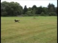 Und hier das Ganze mit Hund. http://tinyurl.com/ygacvpp #Discdogging #Frisbee #Dog Frisbee #Hunde #Dogs