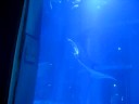 Osaka Aquarium