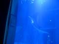 Osaka Aquarium