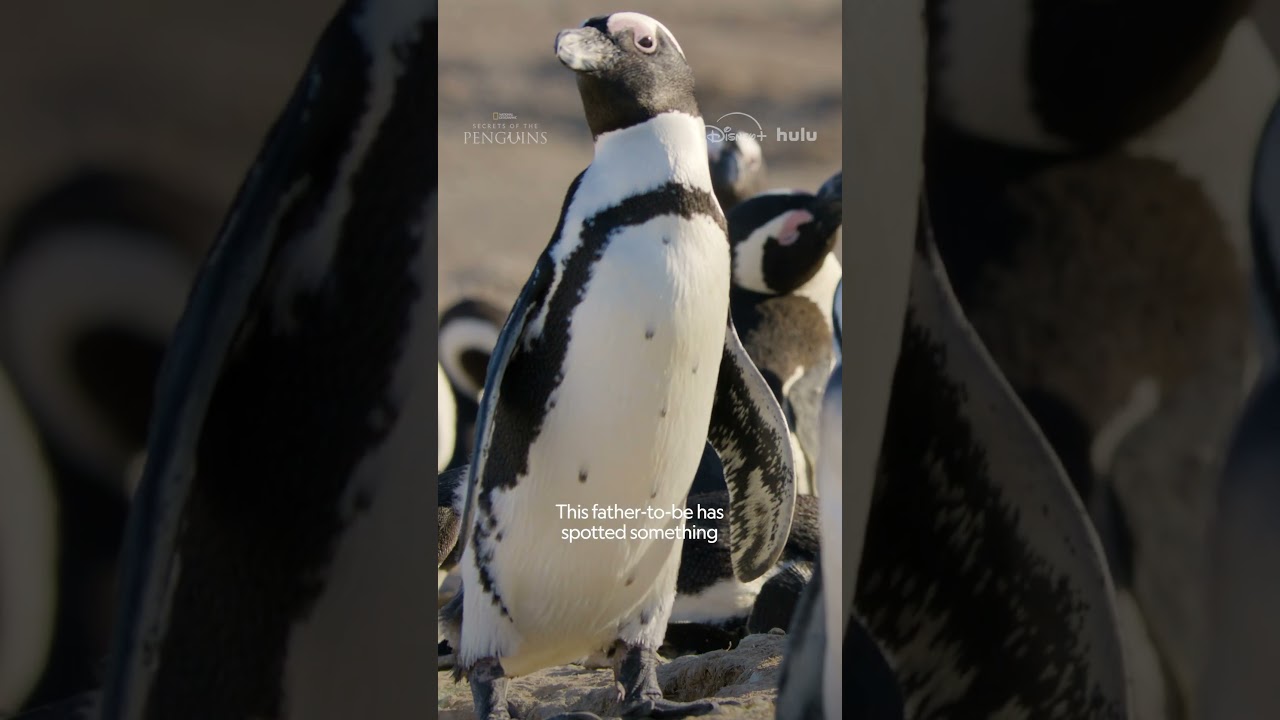 Turns out even penguins get jealous 🐧