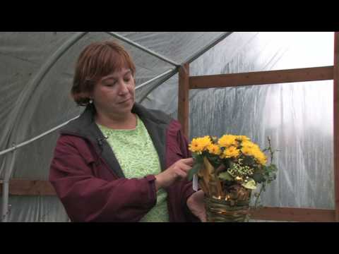 how to replant mums