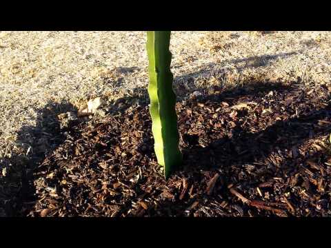 how to transplant dragon tree