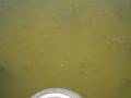 Peces en laguna la Saladita