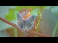 "Endless Love " - (Diana Ross and Lionel Ritchie)