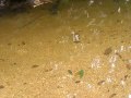 lambari fisgado embaixo da gua.MP4